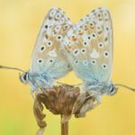 Research reveals butterflies are bouncing back in South Downs National Park