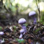 World-first maps inform call for better protection of underground fungal networks