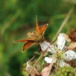 Groups celebrate decade of wildlife gains on UK farmland