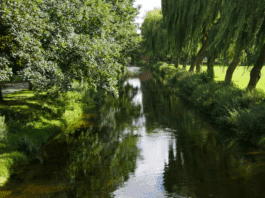 Citizen science survey to assess summer impacts on UK and Irish rivers