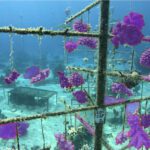 AI-enabled digital twin will support coral reef restoration in Saudi Arabia