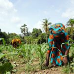 Global phosphorus summit to address threats to food and water security