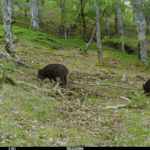 Scottish wild boar numbers to rise signifcantly over the next 50 years, new model predicts