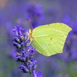 Results are in for the Big Butterfly Count 2025