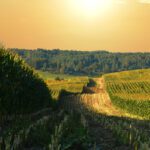 Research details PFAS risk to farmlands and behaviour in soil-plant systems