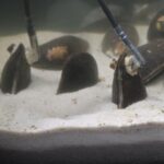 Mussels-and-sensors solution anticipates appearance of toxic algal blooms