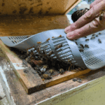Honey bees can be used to monitor PFAS levels in the environment, says study