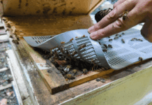 Honey bees can be used to monitor PFAS levels in the environment, says study