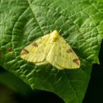 Insects in Britain not in freefall, but facing local upheavals, study finds