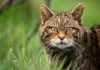 New report finds return of wildcats to South West England is feasible