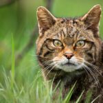 New report finds return of wildcats to South West England is feasible
