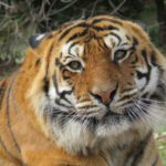 New portable DNA toolkit targets global illegal wildlife trade