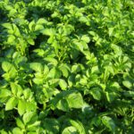 Aberdeen project to turn potato waste into “skincare gold”