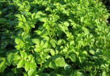 Aberdeen project to turn potato waste into “skincare gold”