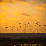 Marine Recovery Fund aims to boost nature and offshore wind development
