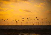 Marine Recovery Fund aims to boost nature and offshore wind development