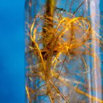 Biofilms might be key to supporting the health of space missions