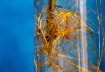 Biofilms might be key to supporting the health of space missions