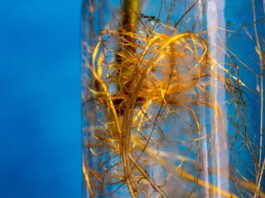 Biofilms might be key to supporting the health of space missions