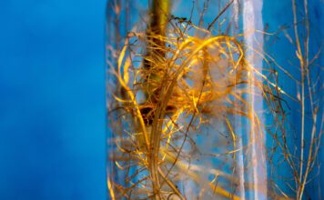 Biofilms might be key to supporting the health of space missions