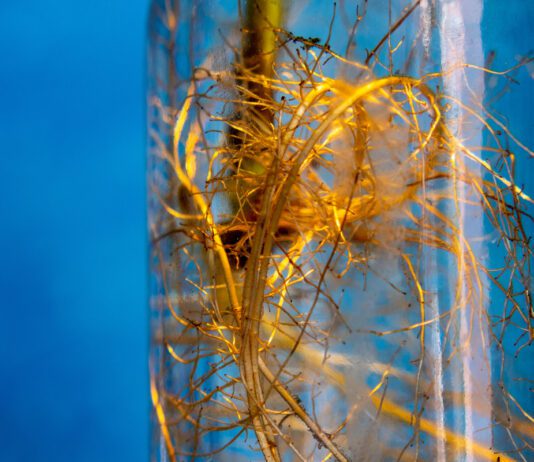 Biofilms might be key to supporting the health of space missions