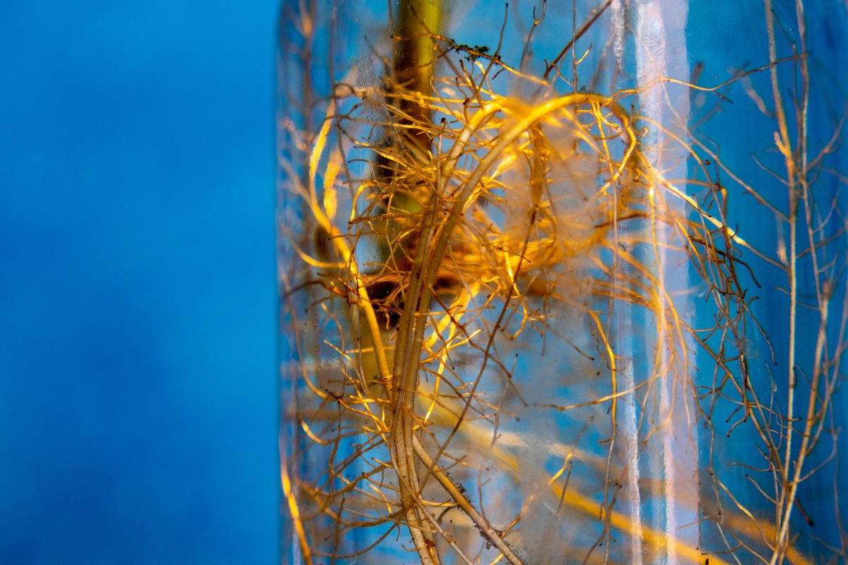 Biofilms might be key to supporting the health of space missions Biofilms might be key to supporting the health of space missions