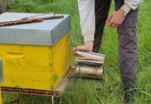 Packaging firm partners with bee monitoring expert on biodiversity mapping