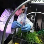 Project uses plants and worms to regenerate polluted urban soils