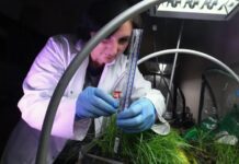 Project uses plants and worms to regenerate polluted urban soils