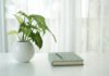 Indoor plants can quietly reshape the health and quality of homes and workplaces