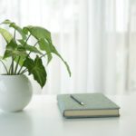 Indoor plants can quietly reshape the health and quality of homes and workplaces