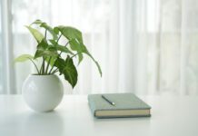 Indoor plants can quietly reshape the health and quality of homes and workplaces