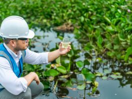 Study links falling phosphorus levels to ecological improvements in English rivers