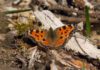 ‘Extinct’ butterfly seen across England in suspected de-extinction process