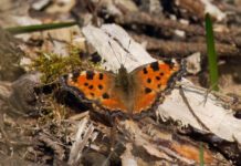 ‘Extinct’ butterfly seen across England in suspected de-extinction process
