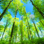 An arboreal ally emerges from the data