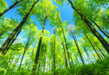 An arboreal ally emerges from the data