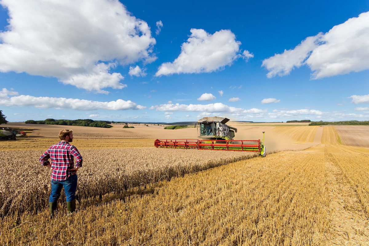 Farmer standing in wheat field