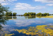 Lough Neagh sand mining likely harming lake’s ecosystem, warns research