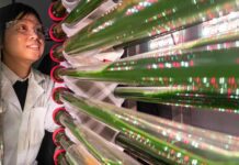 Engineered algae targets smaller microplastic fragments in wastewater