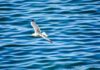 Seabirds reveal global mercury distribution in oceans