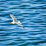 Seabirds reveal global mercury distribution in oceans