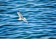 Seabirds reveal global mercury distribution in oceans