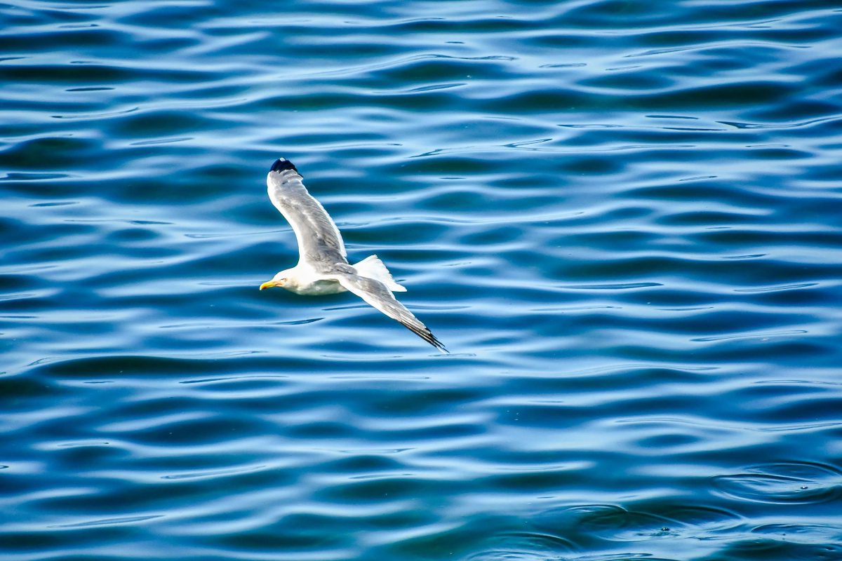 Seabird flying over the sea
