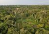 Next decade will be decisive for Congo basin, warns report