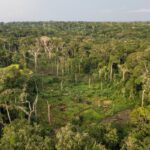 Next decade will be decisive for Congo basin, warns report
