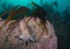 Rising octopus numbers: UK study examines impacts on coasts and communities