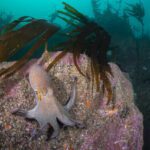 Rising octopus numbers: UK study examines impacts on coasts and communities