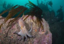 Rising octopus numbers: UK study examines impacts on coasts and communities