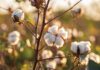 Circular economy strategies overlooking cotton, timber and other bio-based materials, says Ellen MacArthur Foundation